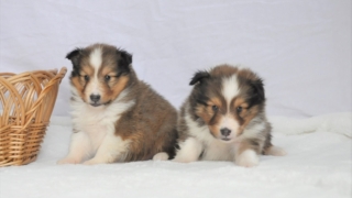 Thumbnail of post image 186