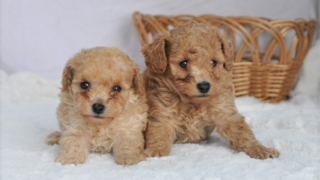 Thumbnail of post image 195