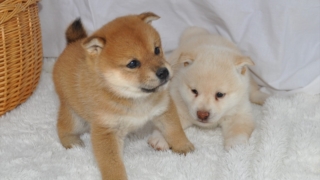 Thumbnail of post image 185