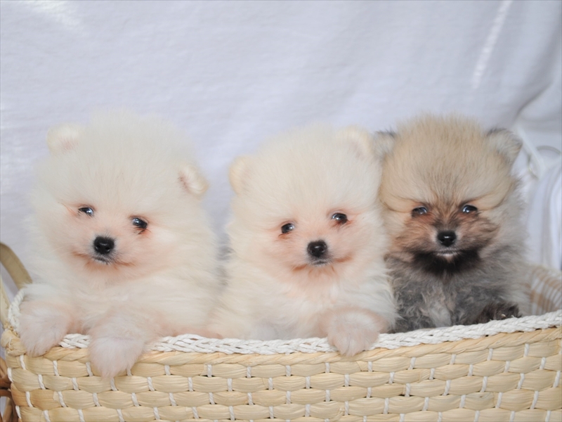 令和元年12月生 ポメラニアンのオス３兄弟 クリーム オレンジ 募集終了 ペットショップ犬専門 ドッグサーチ