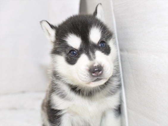 シベリアンハスキー子犬 年1月2月生まれ 募集終了 ペットショップ犬専門 ドッグサーチ
