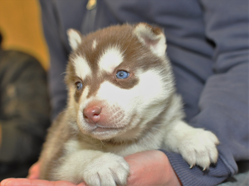 シベリアンハスキー子犬 年1月2月生まれ 募集終了 ペットショップ子犬専門 ドッグサーチ
