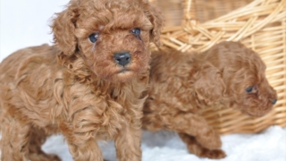 Thumbnail of post image 199