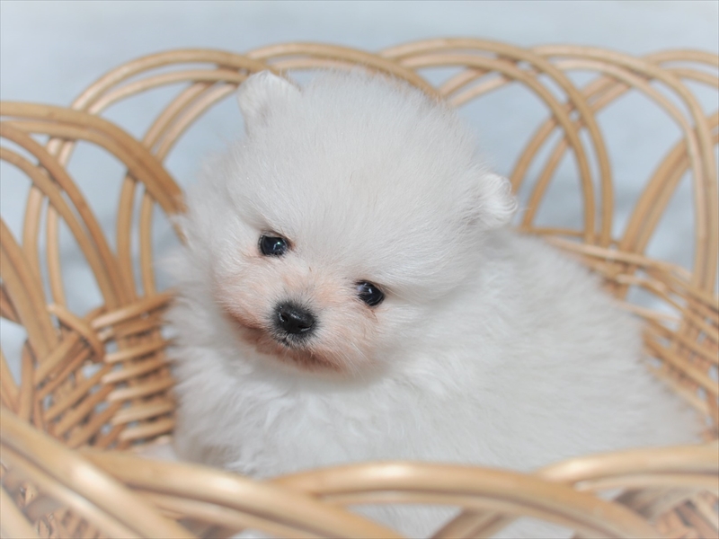 白系ポメラニアン子犬 年3月生まれ 愛知 募集終了 ペットショップ子犬専門 ドッグサーチ