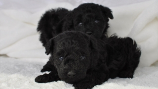 Thumbnail of post image 172