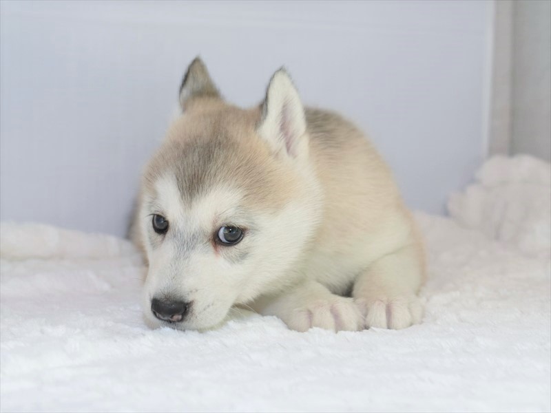 シベリアンハスキー子犬 シルバーのメス 年4月生 募集終了 ペットショップ犬専門 ドッグサーチ