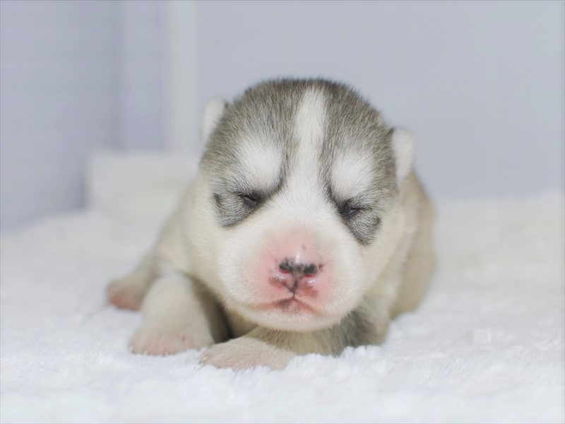 シベリアンハスキー子犬 シルバーホワイト 年5月生 募集終了 ペットショップ子犬専門 ドッグサーチ