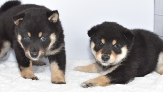 Thumbnail of post image 023