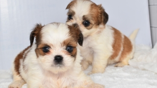 Thumbnail of post image 183