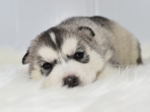 キャバプーの空くん 年始のご挨拶いただきました ペットショップ犬専門 ドッグサーチ