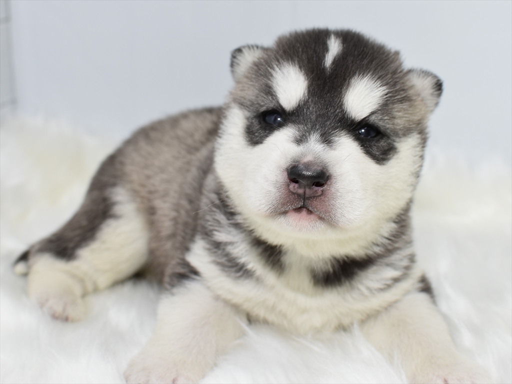 0以上 シベリアン ハスキー かっこいい Hd壁紙画像の最大のコレクション