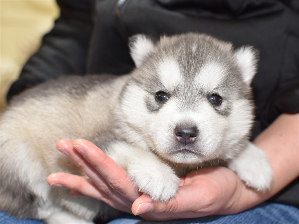 シベリアンハスキー子犬21年1月生 募集終了 ペットショップ犬専門 ドッグサーチ