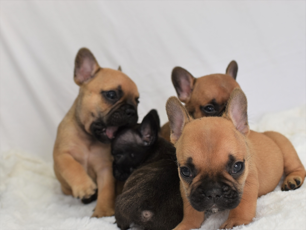 フレンチブルドッグ子犬 21年6月生 愛知ブリーダー ペットショップ犬専門 ドッグサーチ
