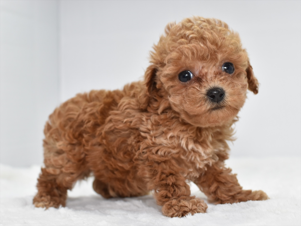 タイニー予想のトイプードル オス２頭 11 7までの限定募集 ペットショップ子犬専門 ドッグサーチ