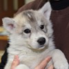 シベリアンハスキー子犬情報（2024年2月生まれ）