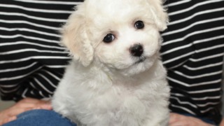 ビションフリーゼ子犬（黄色）