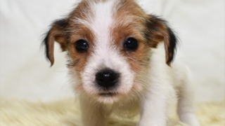 ジャックラッセルテリアのメス②