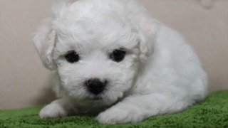 ビションフリーゼ子犬（青）