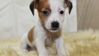 ジャックラッセルテリアのメス⑤