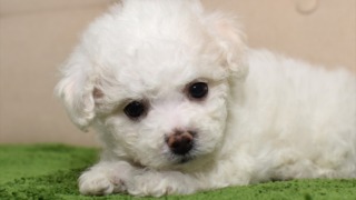 ビションフリーゼ子犬（ピンク）