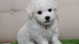 ビションフリーゼ子犬（赤）