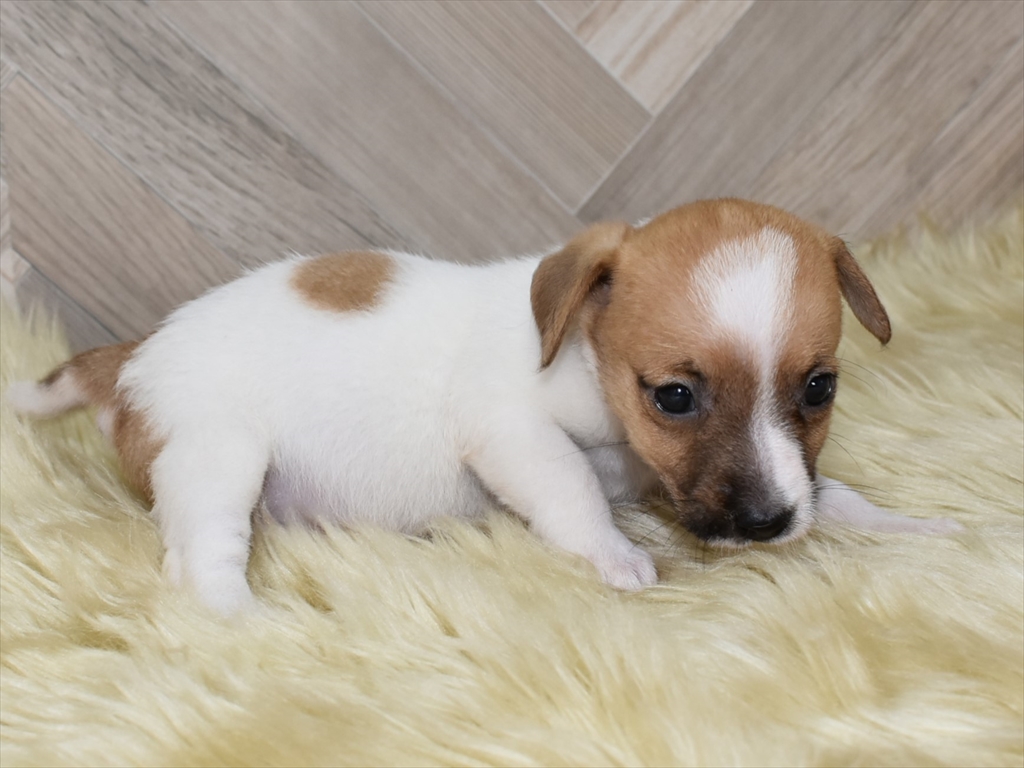 ジャックラッセルテリア子犬(メス3)
