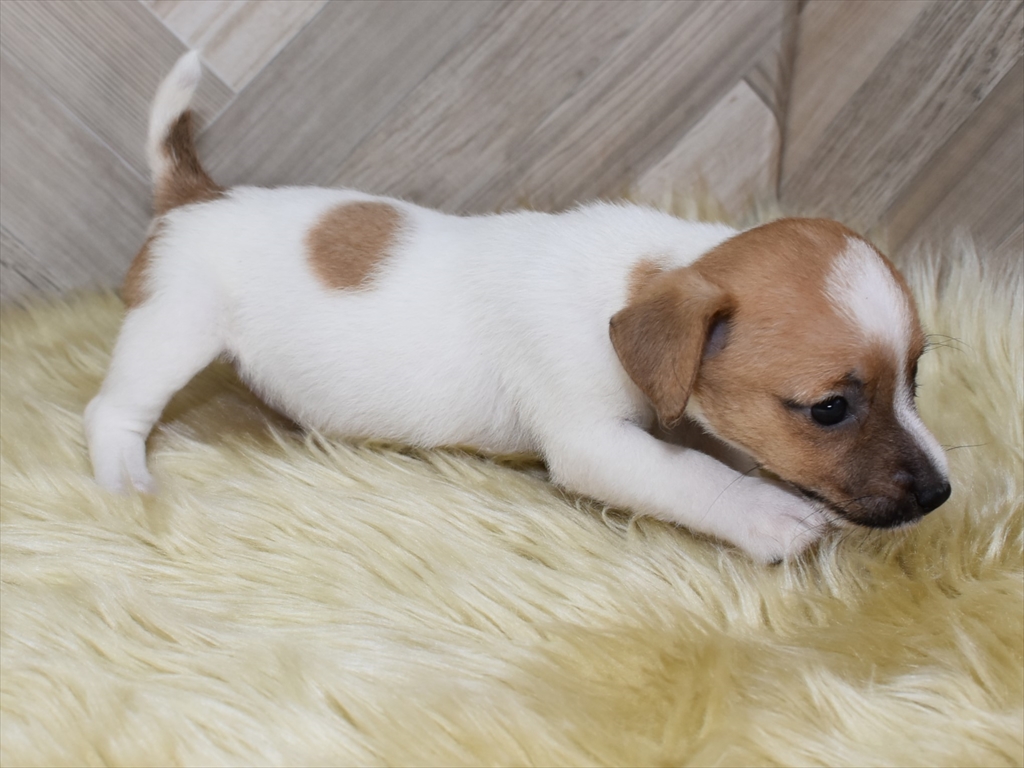 ジャックラッセルテリア子犬(メス3)