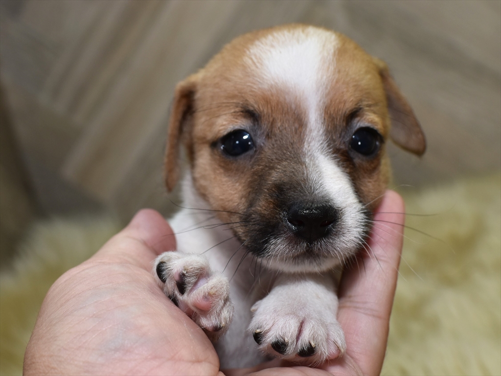 ジャックラッセルテリア子犬(メス3)