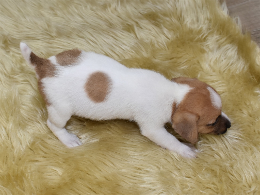 ジャックラッセルテリア子犬(メス3)
