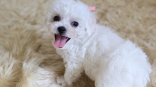 メス３（ピンク）