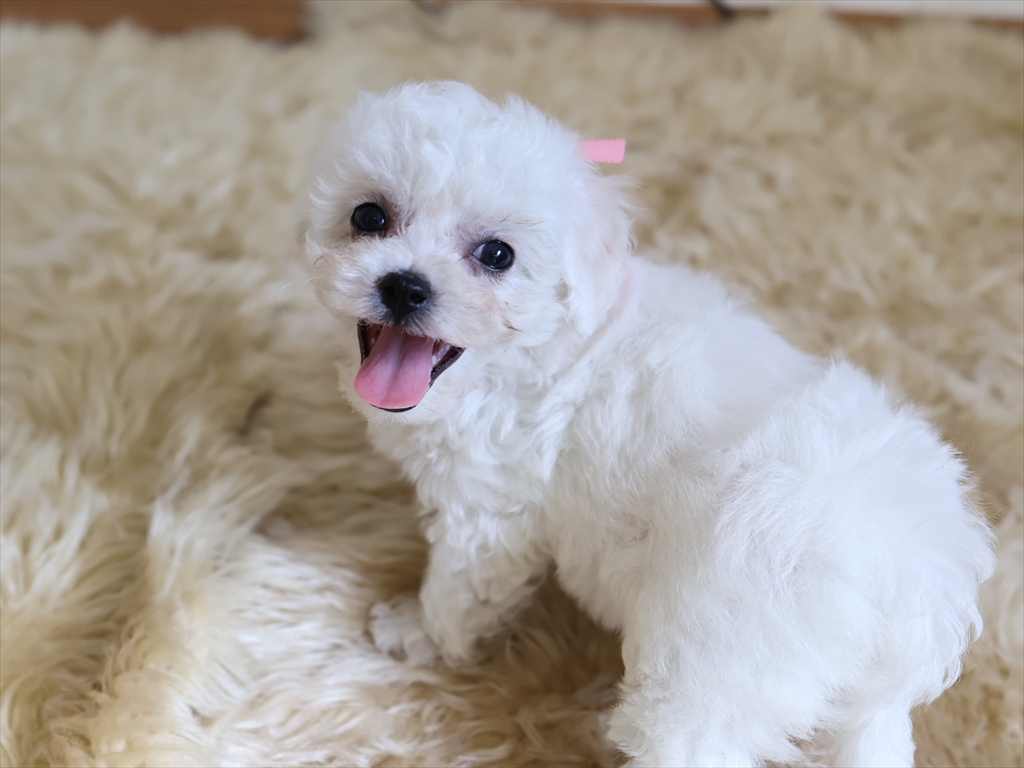 メス３（ピンク）