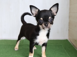 チワワ子犬 愛知