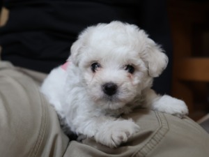 メス（ピンク）