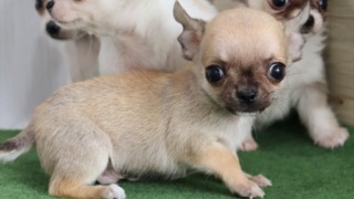 Thumbnail of post image 065