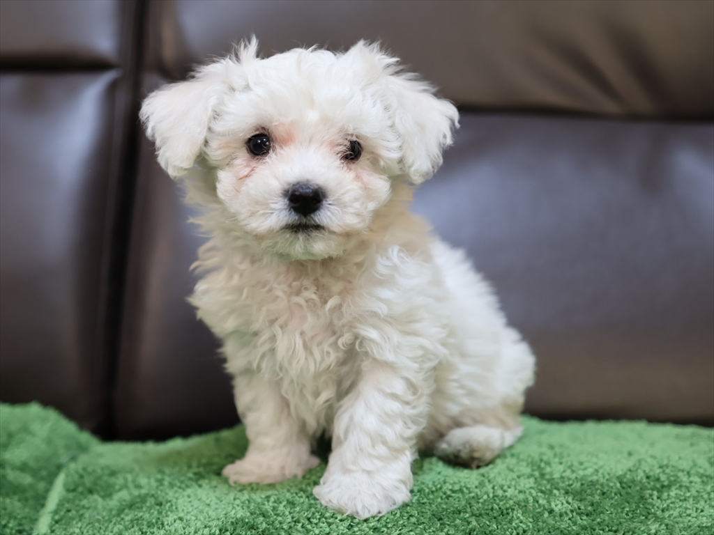 ビション・オレンジ