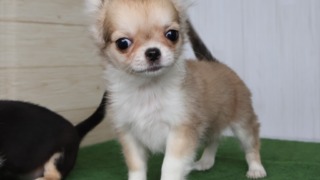 Thumbnail of post image 184