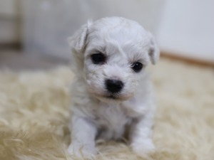 9/6生ビション・メス