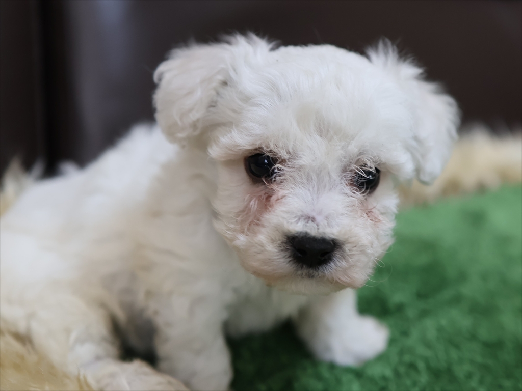 9/6生オス・赤青