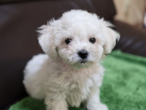 ビション・ピンク