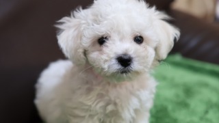 ビション・ピンク