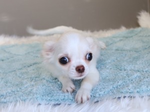 チワワ子犬 愛知