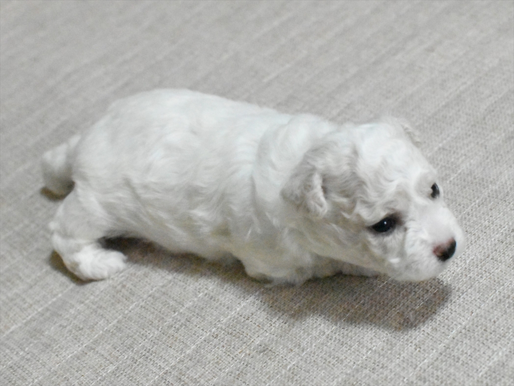 ビション(水色)