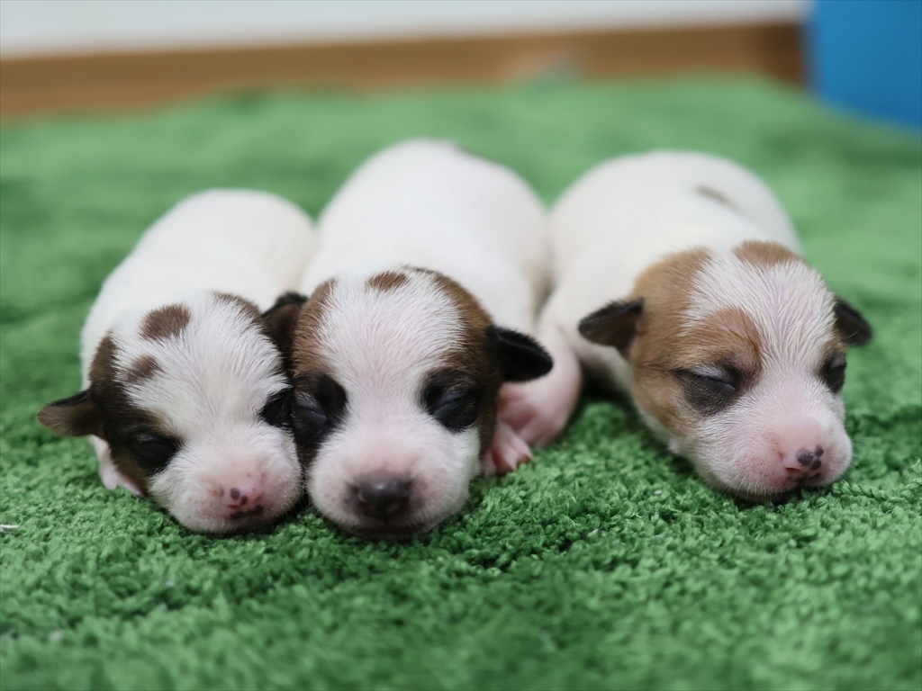 ジャックラッセルテリア子犬情報|滋賀ブリーダー | ペットショップ子犬