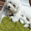 ビションフリーゼ 子犬販売｜愛知県名古屋市 すがしょう犬舎