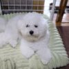 スピカ プロフィール | 【公式】ビションフリーゼ|すがしょう犬舎 菅沼